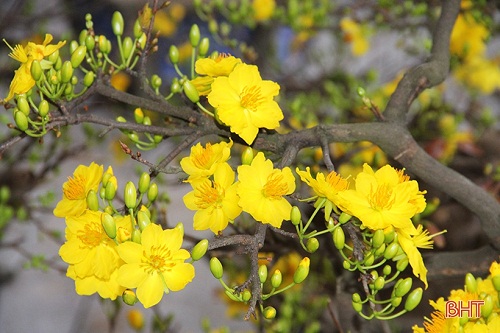 Hoa xuân rực rỡ trên khắp phố phường Hà Tĩnh