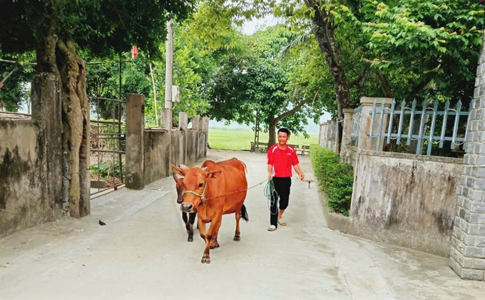 Hỗ trợ bò giống giúp hộ nghèo thoát nghèo bền vững