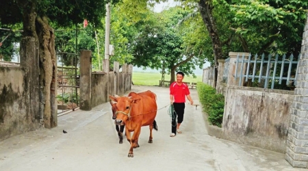 Hỗ trợ bò giống giúp hộ nghèo thoát nghèo bền vững